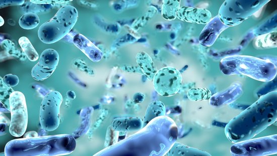Bacterias