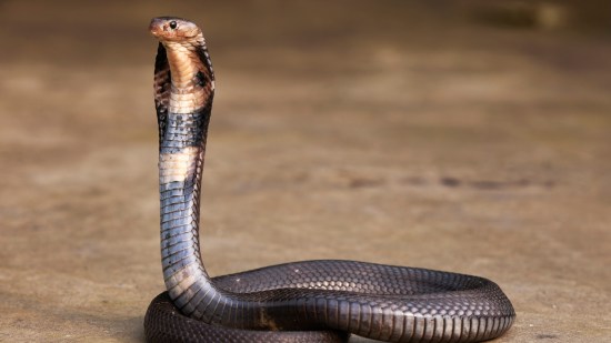 Cobra
