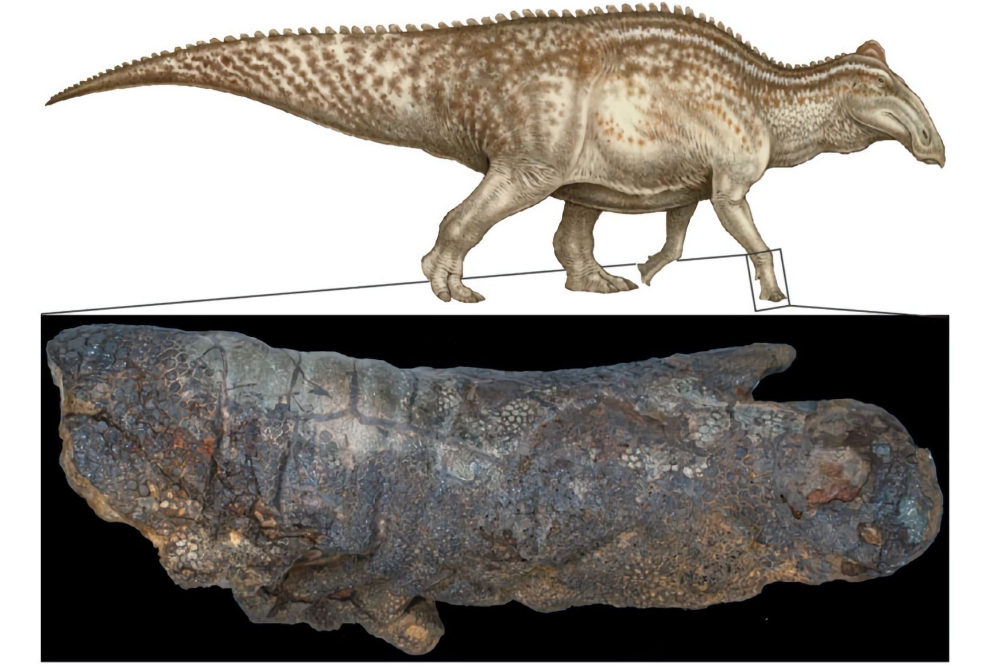 Momia dinosaurio