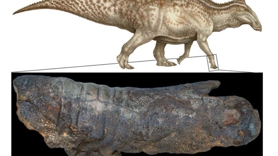 Momia dinosaurio
