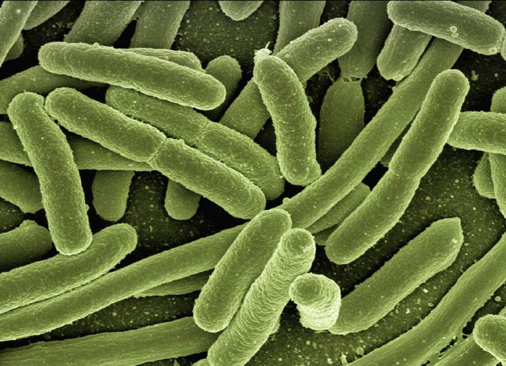 Infecciones bacterianas, estas son las bacterias más peligrosas. 