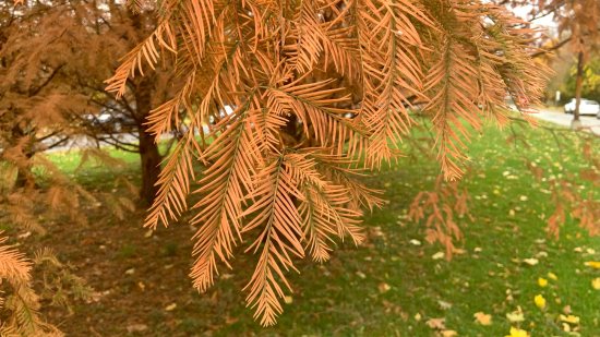 ¿Por qué algunos árboles pierden las hojas en otoño e invierno?
