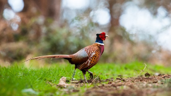 Faisán