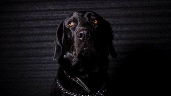 Perros negros