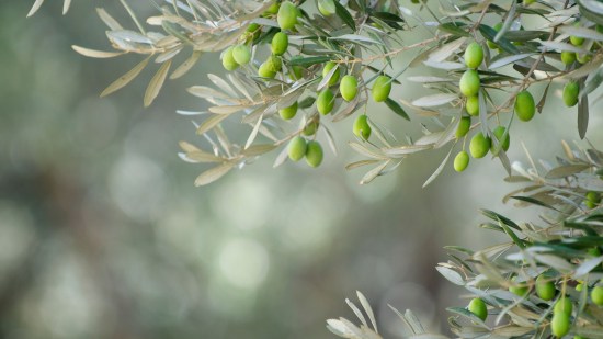 Cómo llegó el olivo a España