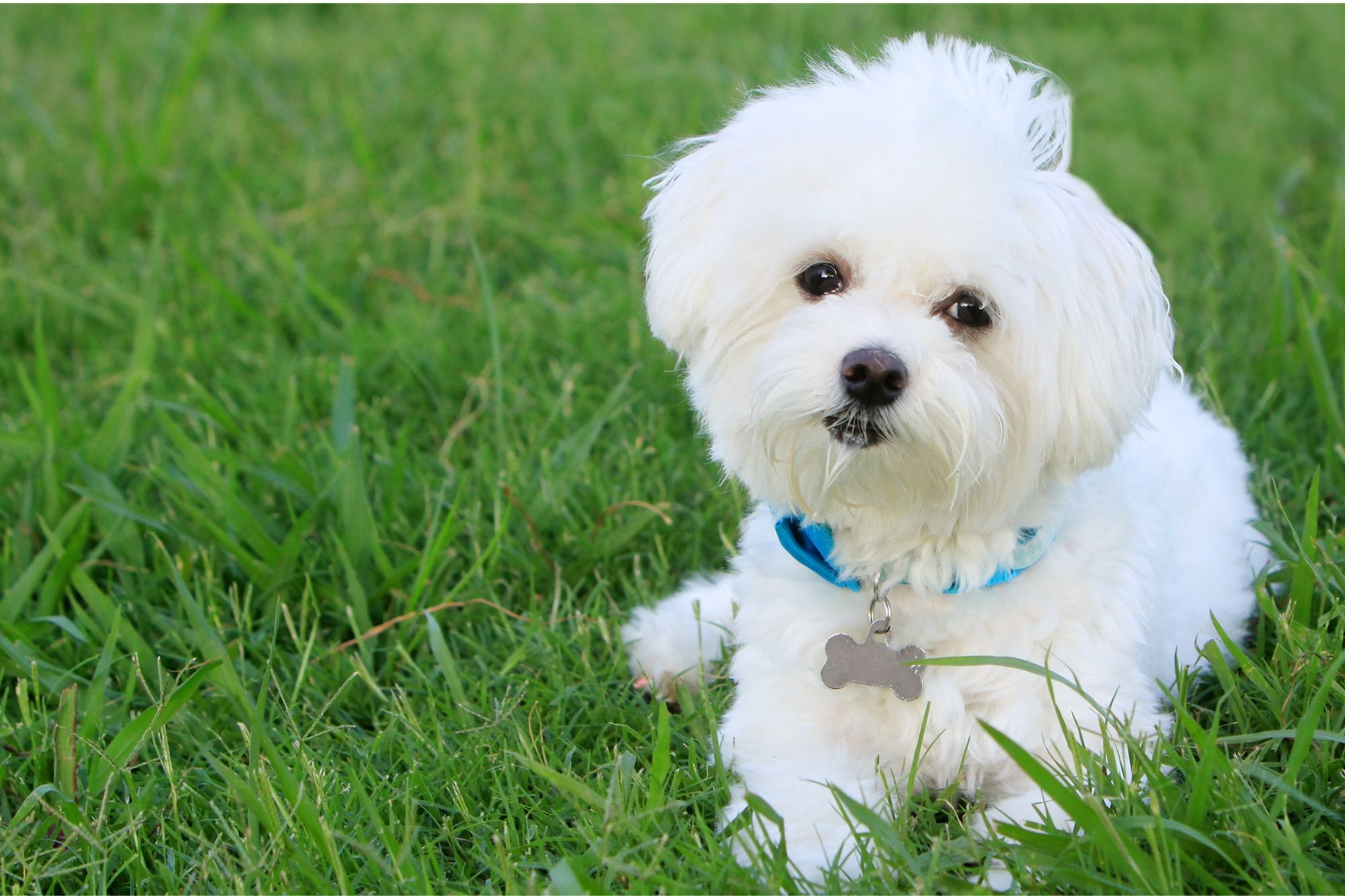 Los nombres para perros más populares en 2022