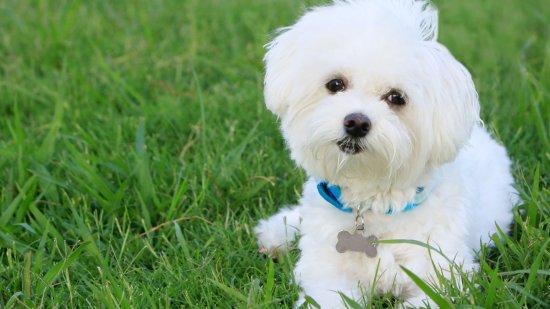 Los nombres para perros más populares en 2022