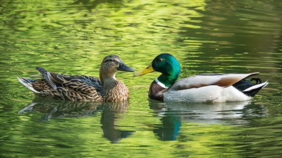 Los patos ayudan a salvar a los ecosistemas del cambio climático