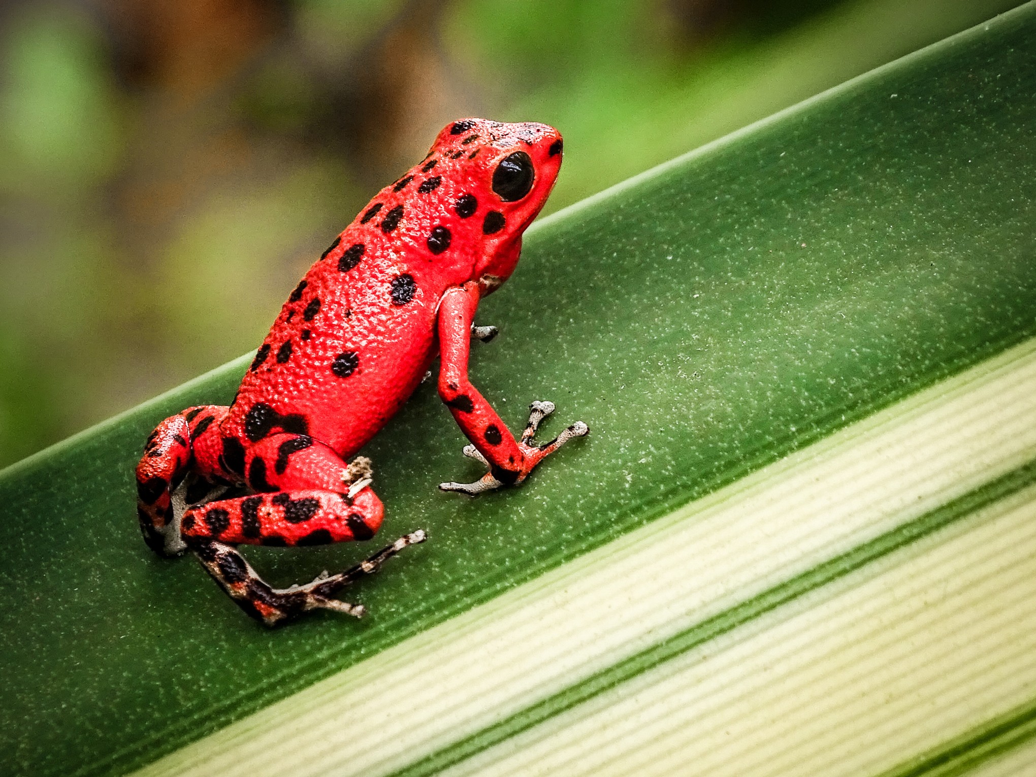 animales-brillantes