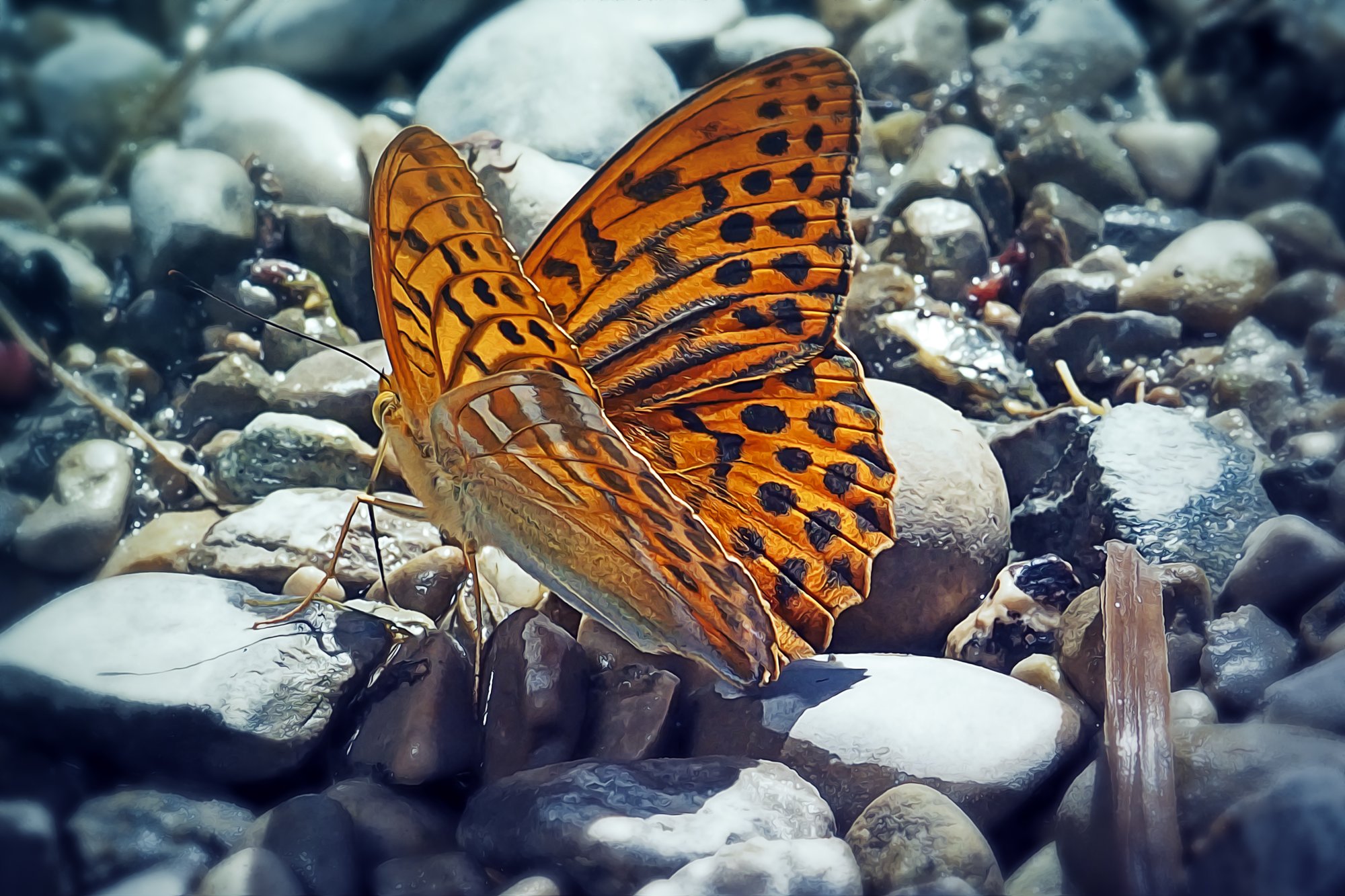 Mariposa nacarada