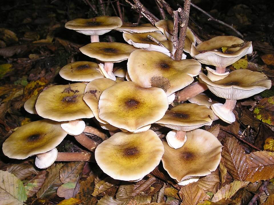 hongos coprófilos