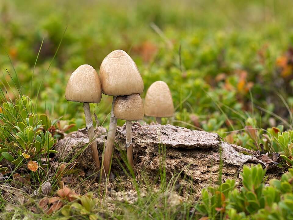 Hongos coprófilos. 