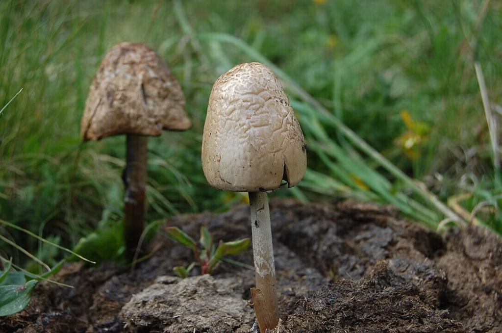 Hongos coprófilos. Seta creciendo en caca de vaca.