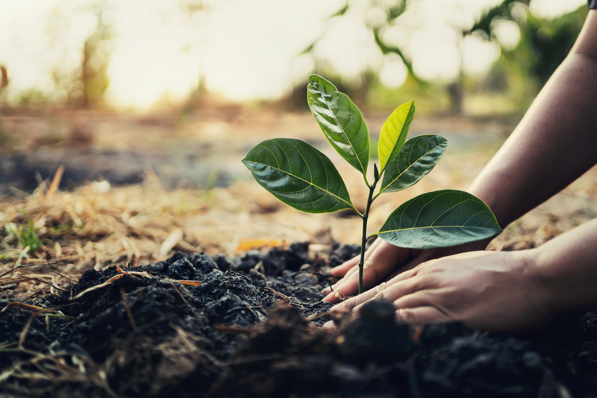 Las plantas también tienen sentimientos