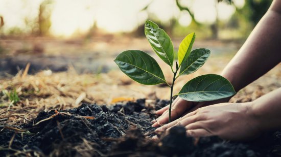 Las plantas también tienen sentimientos