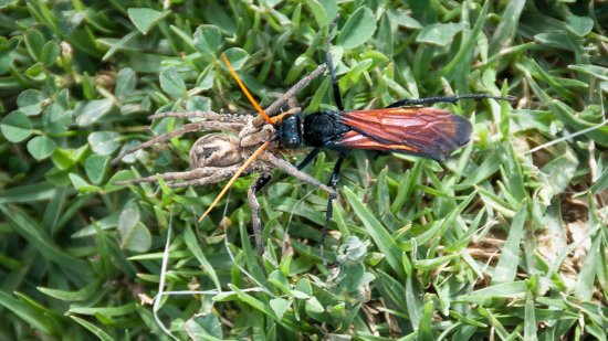 Tarántula