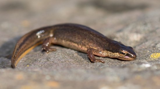 Ranas