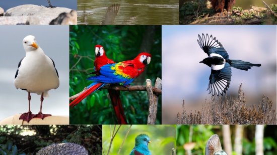 Aves