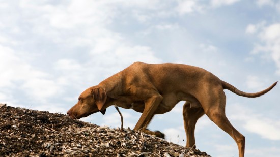 ¿Rastrea peor un perro con la boca abierta?