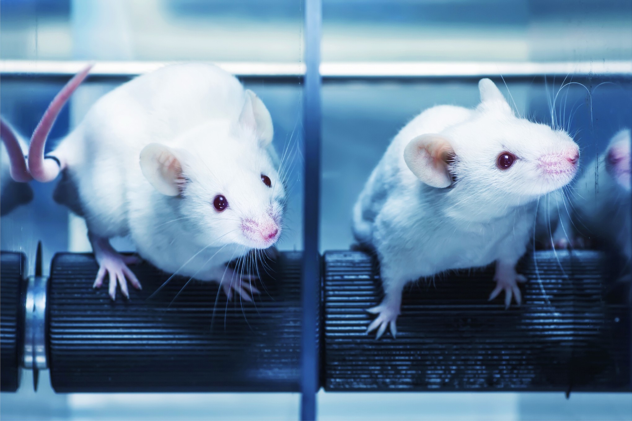 Experimentación animal