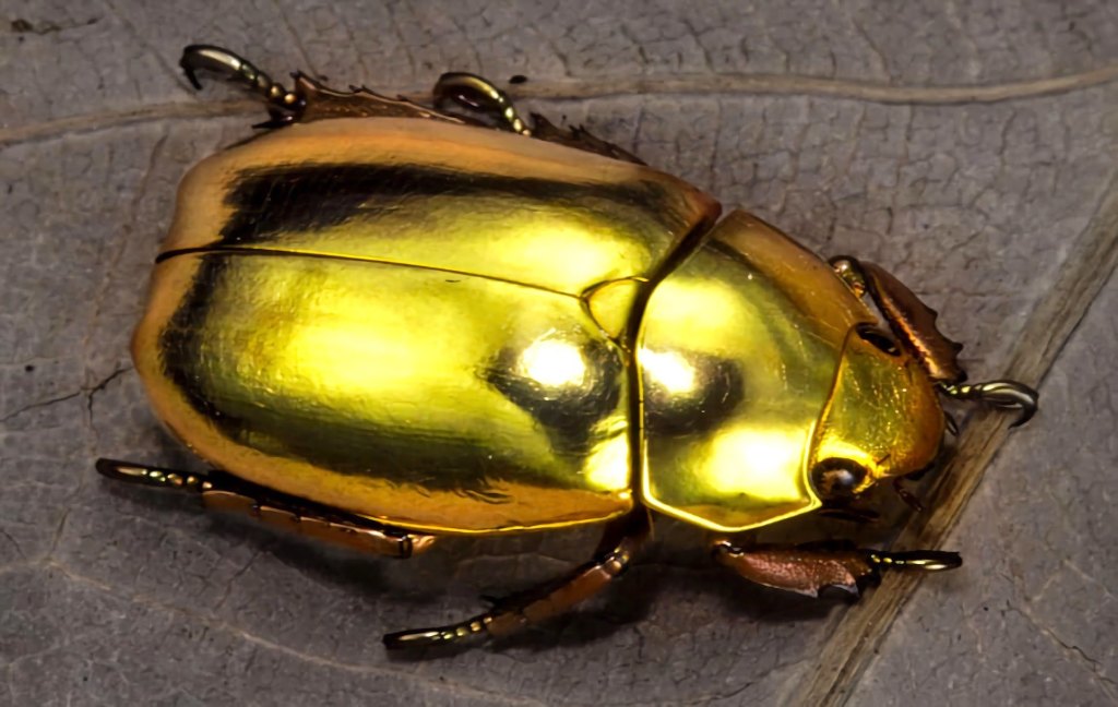 escarabajo dorado
