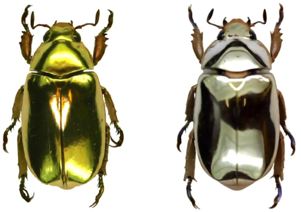 escarabajo dorado
