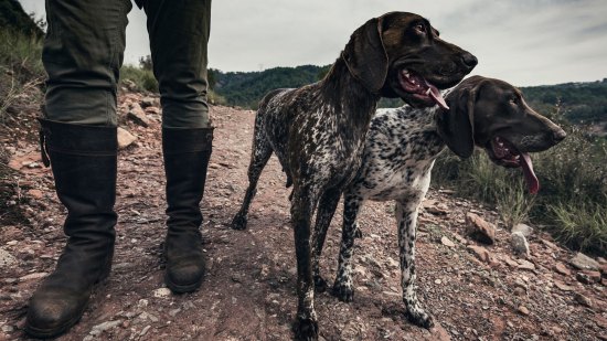 ¿Cómo afecta a los perros de caza en España la nueva ley de bienestar animal?