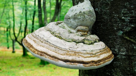 ¿Cómo son las setas que crecen en la madera?