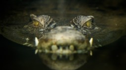 Cocodrilo