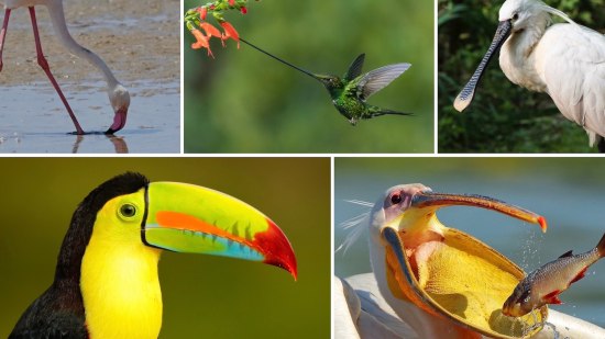 5 extraños picos de aves y para qué sirven