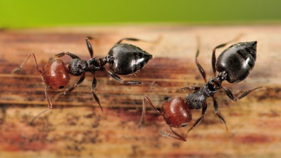 Descubre la simbiosis entre hormigas y árboles