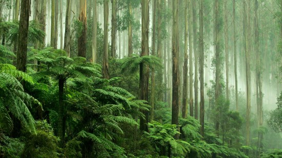 Lee en exclusiva un capítulo del nuevo libro 'La vida secreta de las plantas'