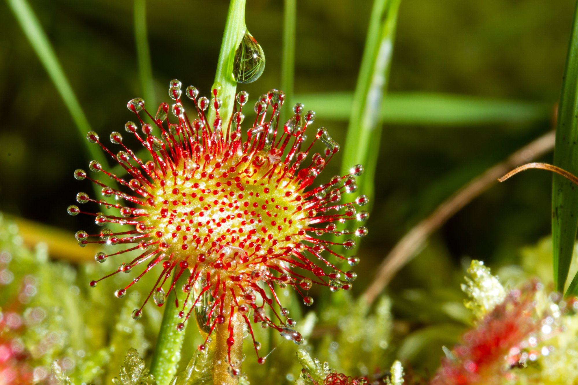 5 Curiosidades sobre las plantas y su vida secreta