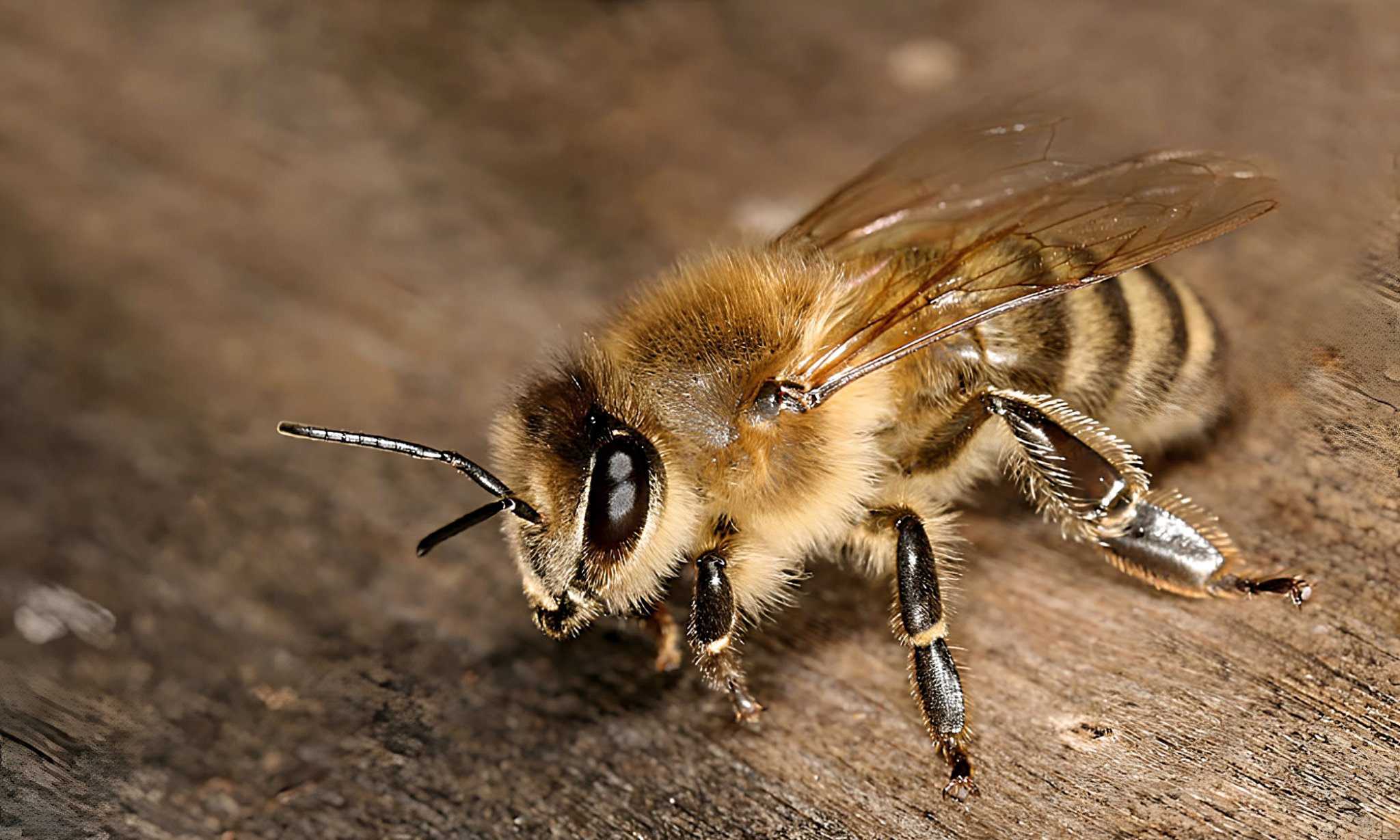 Las abejas asesinas fueron un error de laboratorio