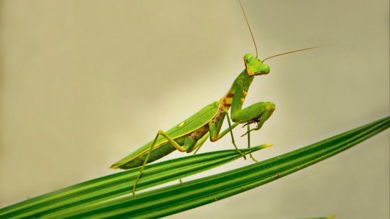 ¿Existen insectos endémicos en España?