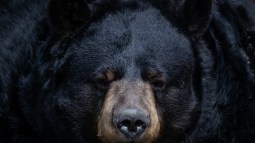 Oso negro