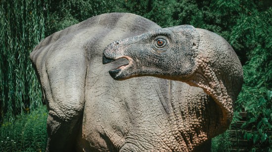 ¿Cuál fue el primer fósil de dinosaurio encontrado en España?
