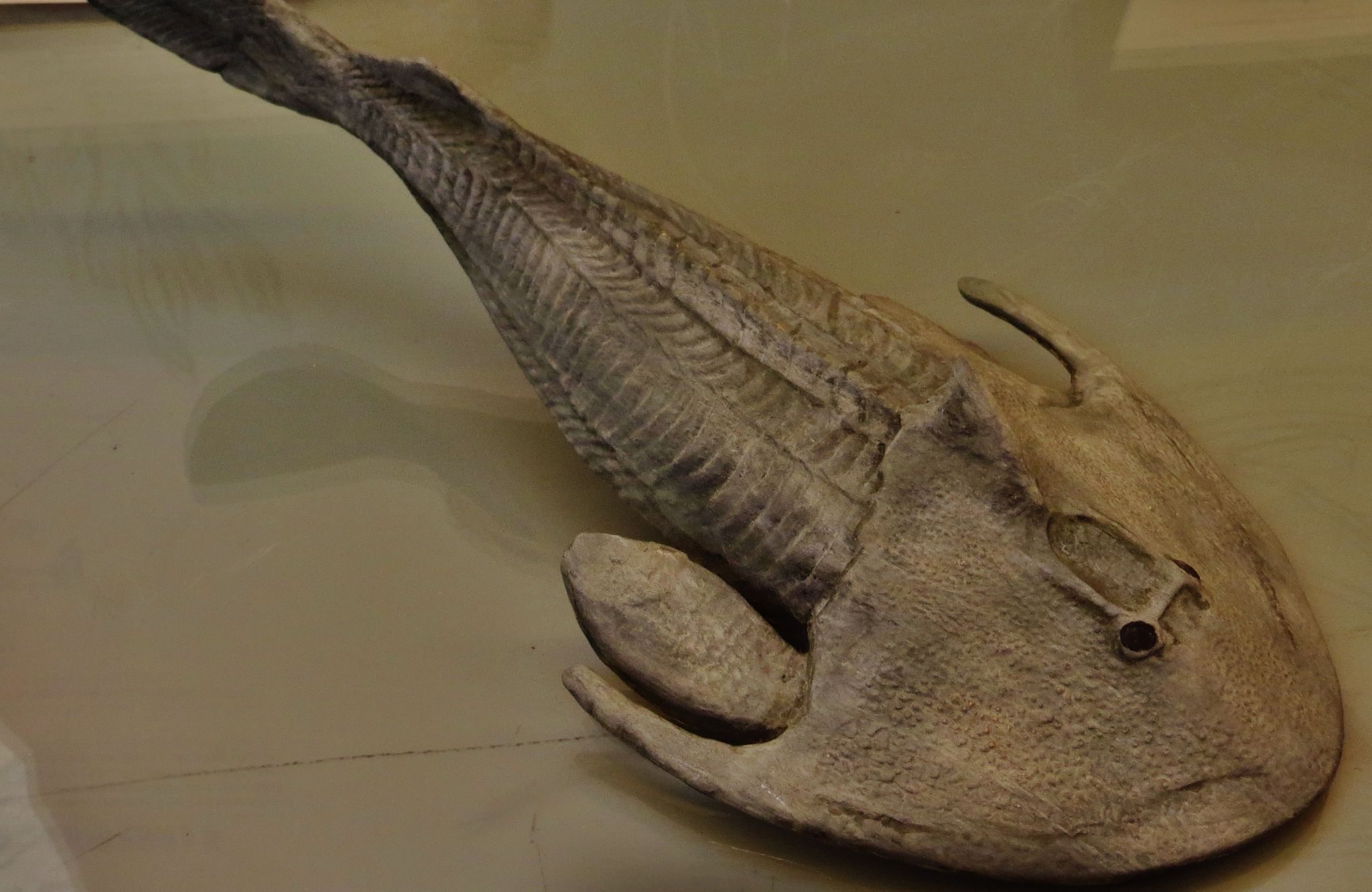 Cephalaspis, el pez blindado de la prehistoria que aspiraba su comida porque no tenía mandíbulas