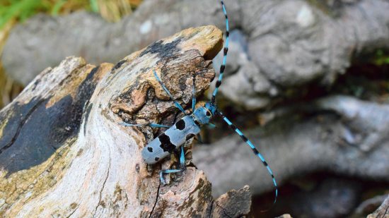 Descubre a 'Rosalia alpina', el escarabajo azul de los hayedos europeos