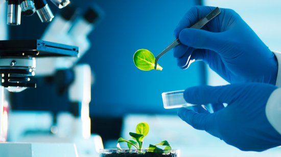 Proponen devolver a la vida plantas extintas