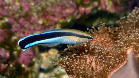 Los peces se reconocen en las fotos