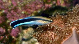 Los peces se reconocen en las fotos
