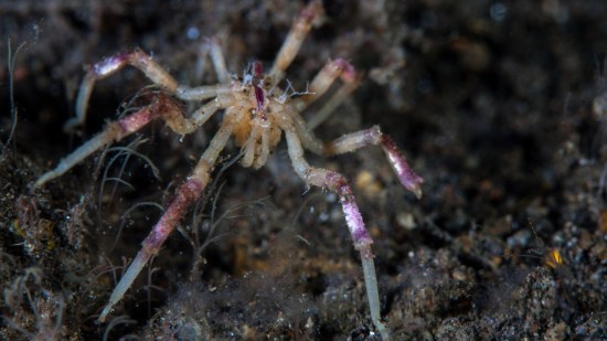 Araña de mar