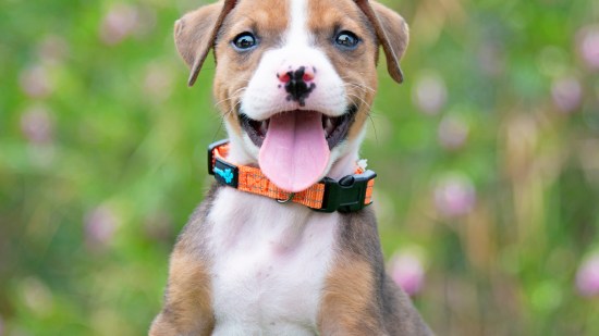 Perro de raza boxer