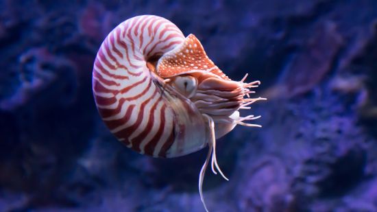 Nautilo