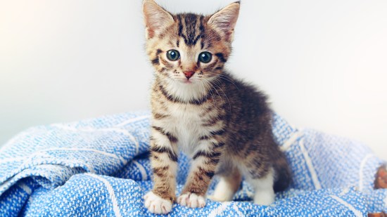 Gato romano