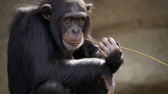 ¿Qué animales saben de física?