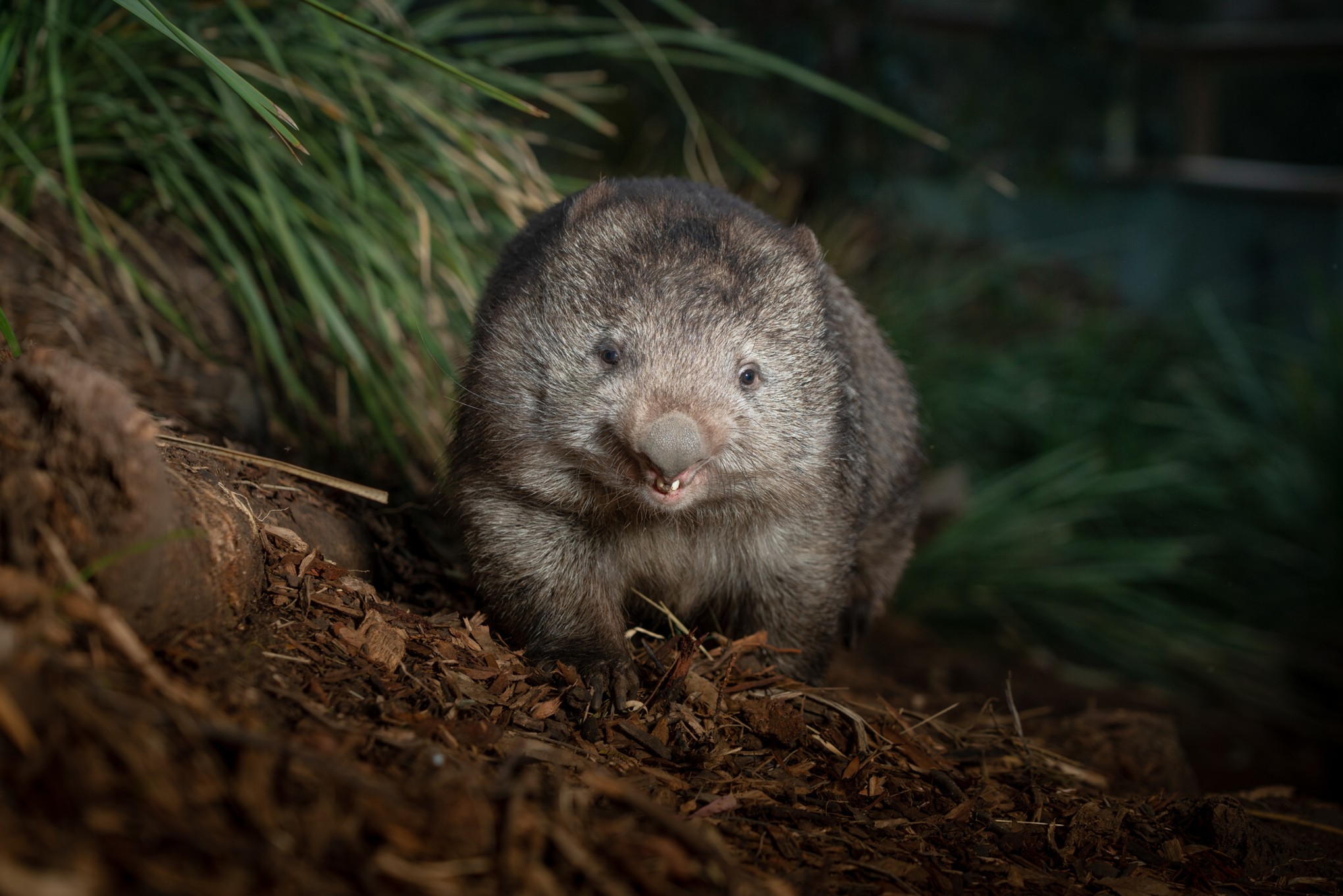 Un simpático wombat