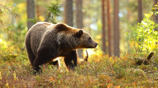 ¿Cómo afecta el cambio climático a los animales que hibernan?