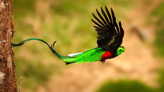 Quetzal